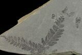 Pennsylvanian Fossil Fern (Neuropteris) Plate - Kentucky #142439-3